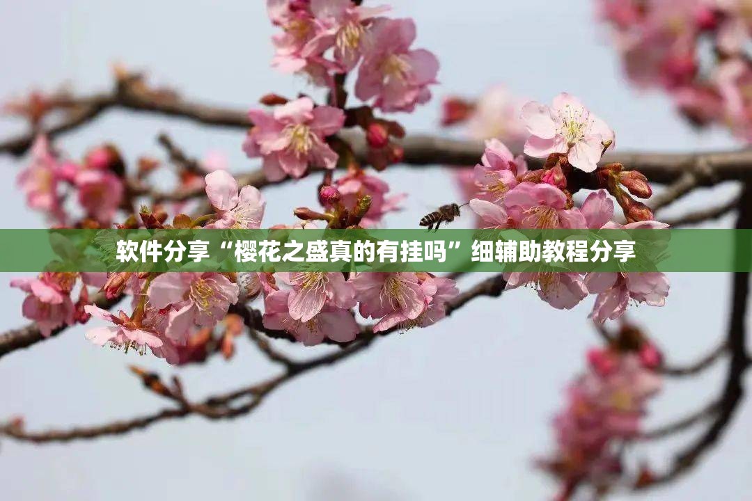 软件分享“樱花之盛真的有挂吗”细辅助教程分享