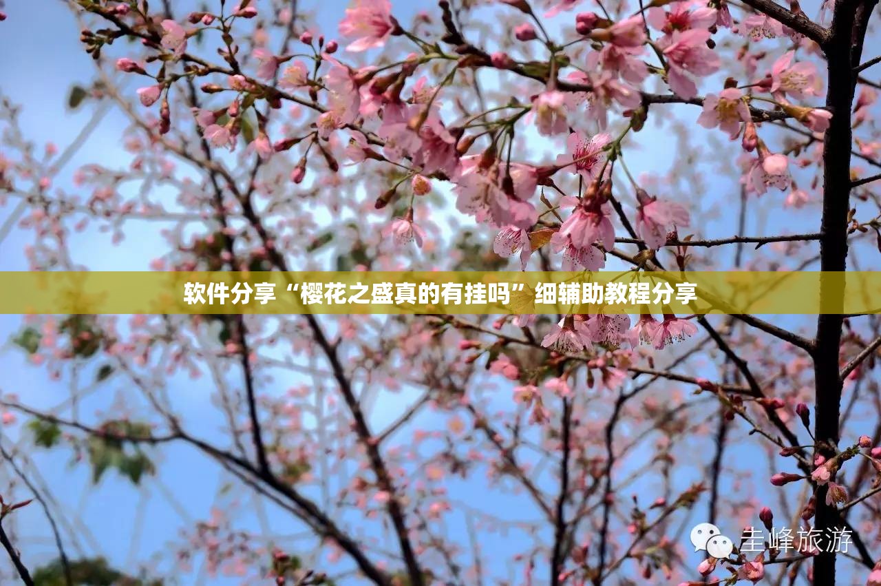 软件分享“樱花之盛真的有挂吗”细辅助教程分享