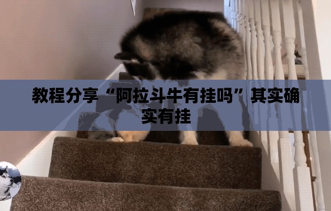 教程分享“阿拉斗牛有挂吗”其实确实有挂